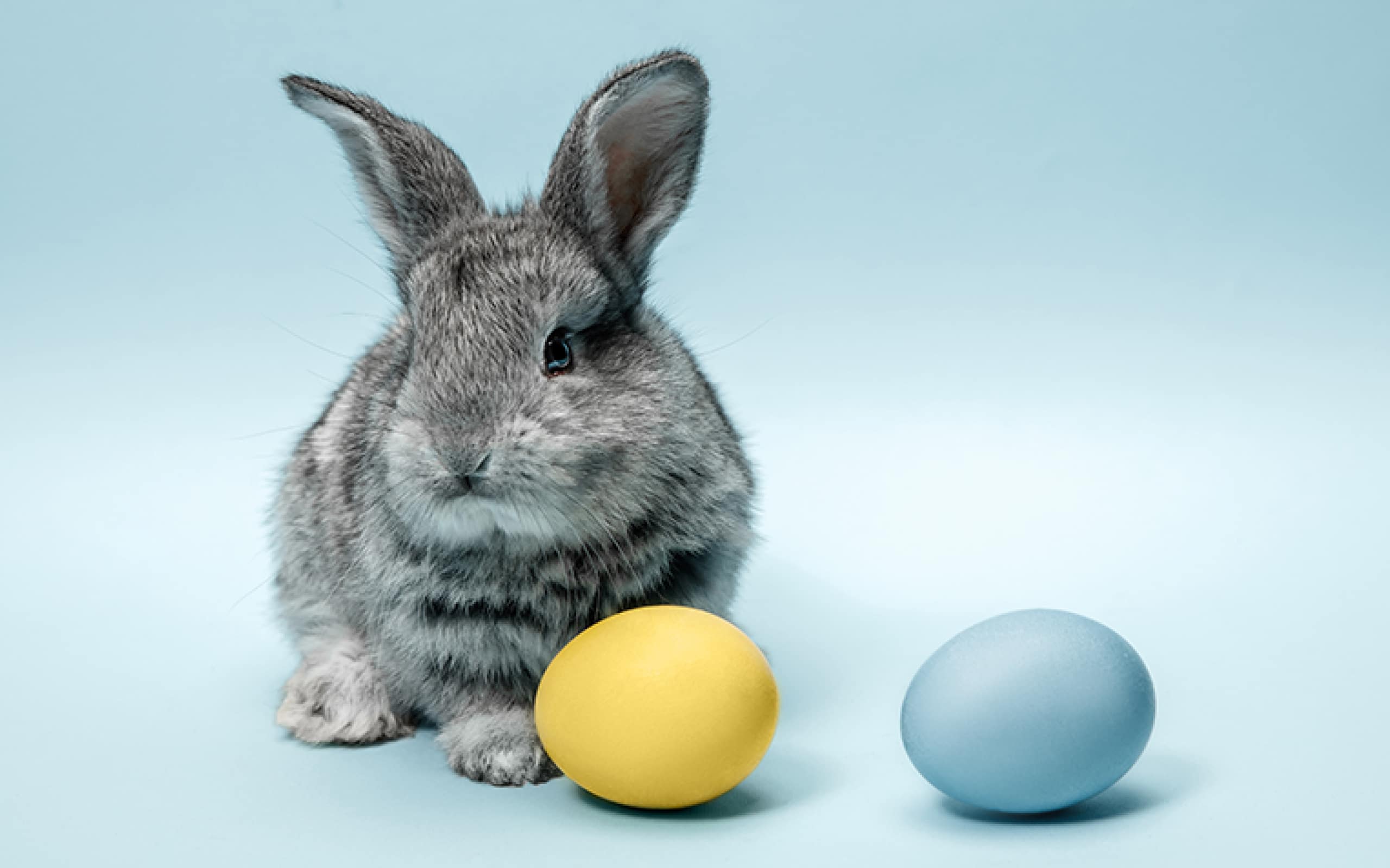 2025 tsg osterferien online website02